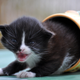 Image for article titled Man uses hot coffee to free kittens trapped in ice